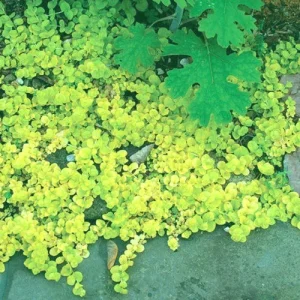 Golden Creeping Jenny Live Starter Plants - Lysimachia nummularia 'Aurea' - Set of 6 - Outdoor Ground Cover - Image 3
