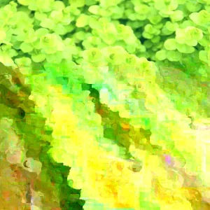 Golden Creeping Jenny Live Starter Plants - Lysimachia nummularia 'Aurea' - Set of 6 - Outdoor Ground Cover - Image 1