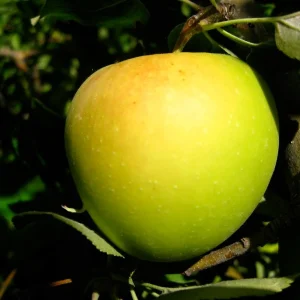 Golden Delicious Apple Tree Bare Root - 2-3 ft Tall - Self-Pollinating - Image 2
