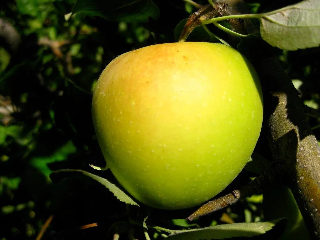 Golden Delicious Apple Tree Bare Root Live Plant - 6-12" Tall, Bears Fruit in 3-5 Years - Image 2