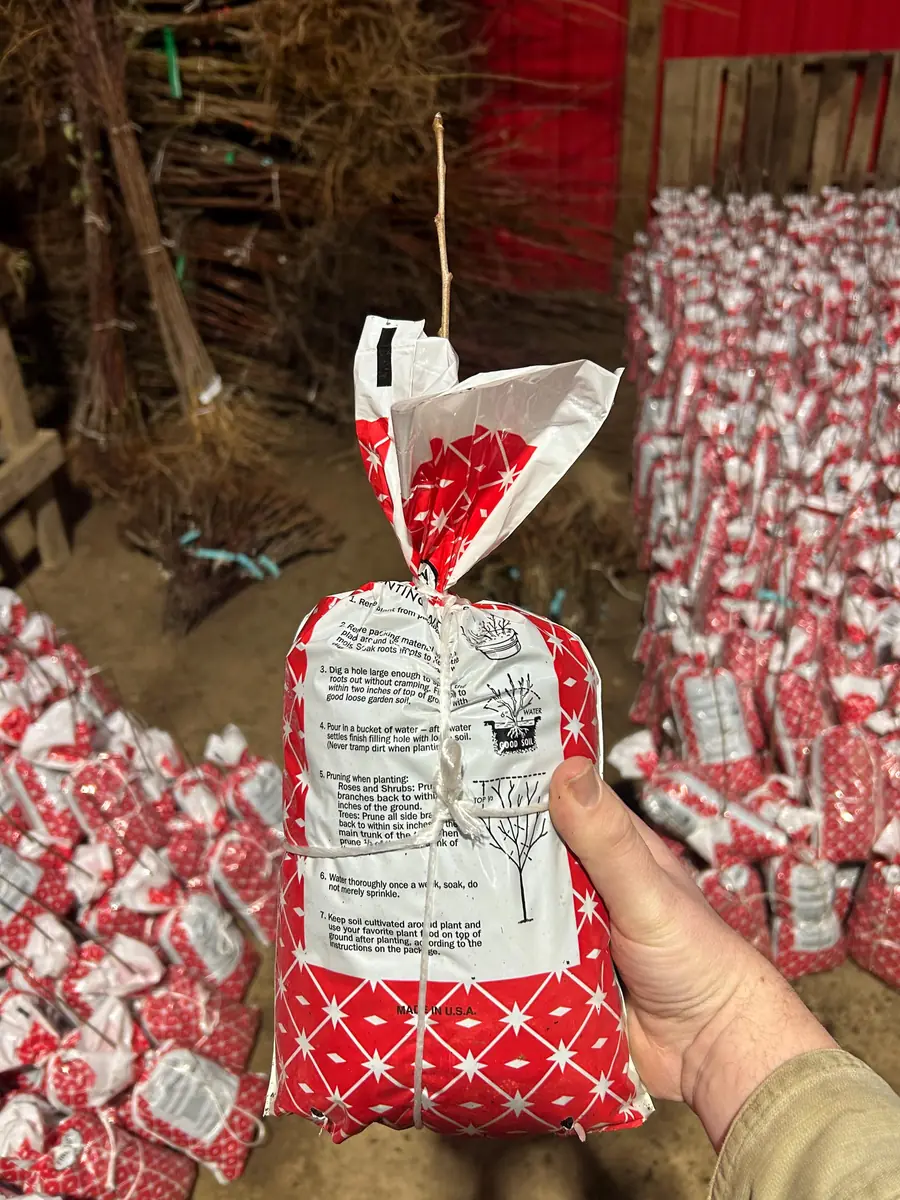 Golden Delicious Apple Tree Bare Root Live Plant - 6-12" Tall, Bears Fruit in 3-5 Years - Image 3