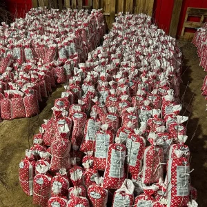 Golden Delicious Apple Tree Bare Root Live Plant - 6-12