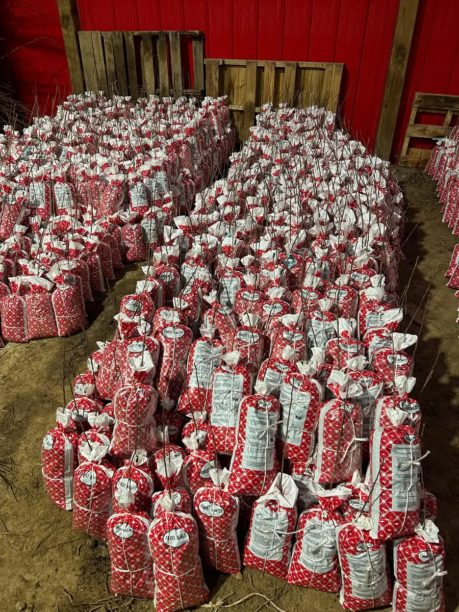 Golden Delicious Apple Tree Bare Root Live Plant - 6-12" Tall, Bears Fruit in 3-5 Years - Image 4