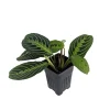 Golden Lemon Prayer Plant Maranta Live Plant - 4 inch Pot - Indoor Houseplant - Image 1