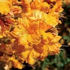 Golden Lights Exbury Azalea Live Plant – Very Hardy Shrub – 4 inch Pot – Outdoor - Image 1