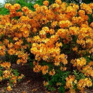 Golden Lights Exbury Azalea Live Plant – Very Hardy Shrub – 4 inch Pot – Outdoor - Image 3