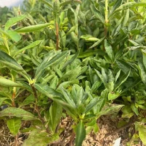 Golden Lights Exbury Azalea Live Plant – Very Hardy Shrub – 4 inch Pot – Outdoor - Image 4