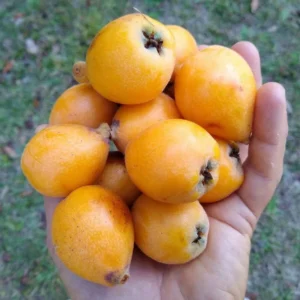 Golden Loquat Live Plant 6-8 Inches – Hardy Tropical Fruit Tree for Gardens & Containers - Image 2