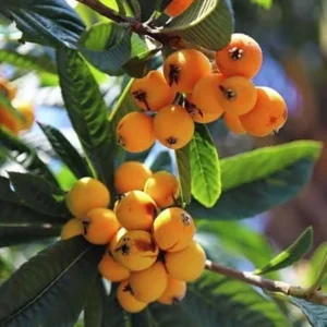 Golden Loquat Live Plant 6-8 Inches – Hardy Tropical Fruit Tree for Gardens & Containers - Image 3