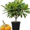 Golden Loquat Live Plant Starter - 4-8 Inch Loquat Tree for Indoor/Outdoor Growing - Image 1