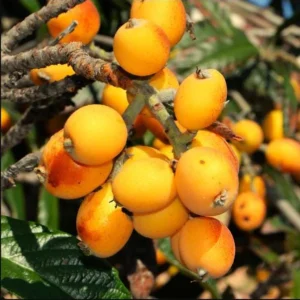 Golden Loquat Live Plant Starter - 4-8 Inch Loquat Tree for Indoor/Outdoor Growing - Image 2
