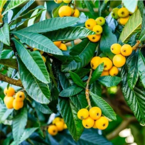 Golden Loquat Live Plant Starter - 4-8 Inch Loquat Tree for Indoor/Outdoor Growing - Image 3