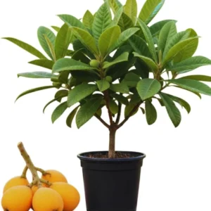 Golden Loquat Live Plant Starter - 4-8 Inch Loquat Tree for Indoor/Outdoor Growing - Image 1