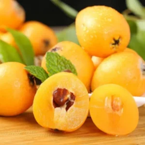 Golden Loquat Live Plant Starter - 4-8 Inch Loquat Tree for Indoor/Outdoor Growing - Image 4