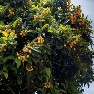 Golden Loquat Live Plant Starter - 4-8 Inch Loquat Tree for Indoor/Outdoor Growing - Image 5
