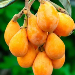 Golden Loquat Live Plant Starter - 4-8 Inch Loquat Tree for Indoor/Outdoor Growing - Image 6