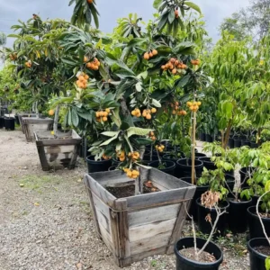Golden Loquat Live Plant Starter - 4-8 Inch Loquat Tree for Indoor/Outdoor Growing - Image 9