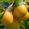 Golden Nectar Plum Tree Live Plant – 3-4 Feet Tall – Sweet Fruit – Ships in 1gal Pot - Image 1