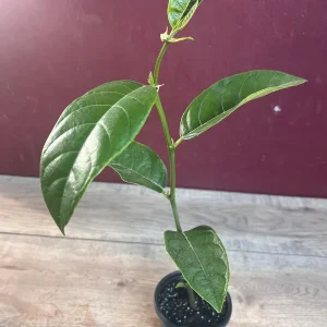 Golden Nugget Jackfruit Live Plant – 4 inch Pot – Artocarpus heterophyllus - Image 2