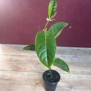 Golden Nugget Jackfruit Live Plant – 4 inch Pot – Artocarpus heterophyllus - Image 3