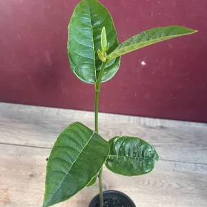 Golden Nugget Jackfruit Live Plant – 4 inch Pot – Artocarpus heterophyllus - Image 4