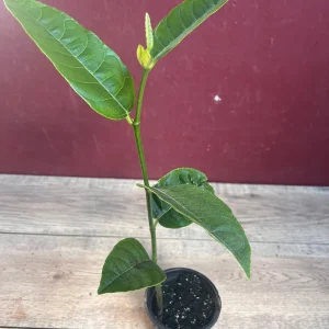 Golden Nugget Jackfruit Live Plant – 4 inch Pot – Artocarpus heterophyllus - Image 5