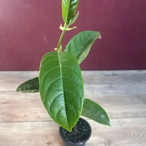 Golden Nugget Jackfruit Live Plant – 4 inch Pot – Artocarpus heterophyllus - Image 7