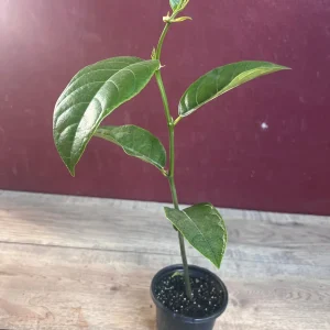 Golden Nugget Jackfruit Live Plant – 4 inch Pot – Artocarpus heterophyllus - Image 8