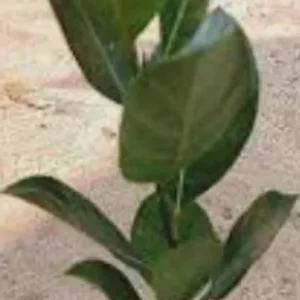 Golden Nugget Jackfruit Live Plant – Half Gallon Pot – Exotic Tropical Fruit Tree - Image 2