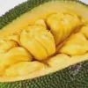 Golden Nugget Jackfruit Live Plant – Half Gallon Pot – Exotic Tropical Fruit Tree - Image 1