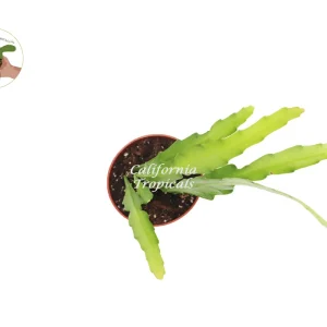 Golden Orchid Live Plant 4 inch Pot - Exotic Indoor Houseplant - Image 2