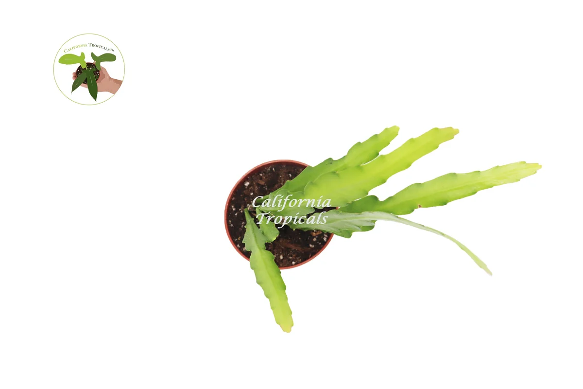 Golden Orchid Live Plant 4 inch Pot - Exotic Indoor Houseplant - Image 2