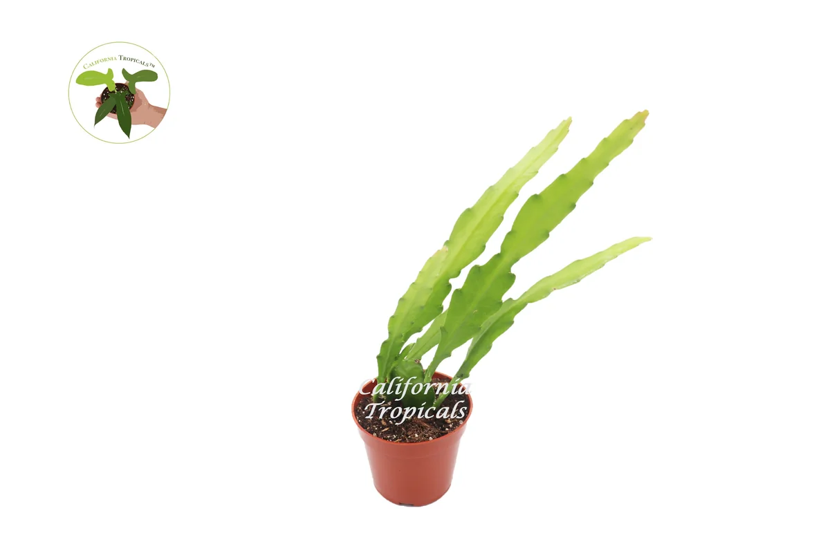 Golden Orchid Live Plant 4 inch Pot - Exotic Indoor Houseplant - Image 1