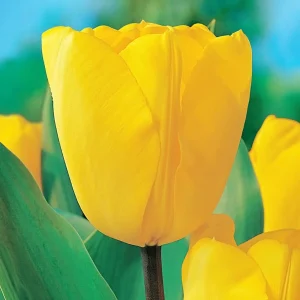 Golden Oxford Tulip Bulbs - Darwin Hybrid, 12cm+, 22-24