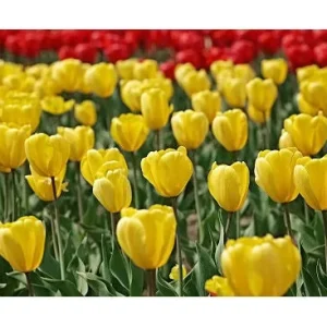 Golden Oxford Tulip Bulbs - Darwin Hybrid, 12cm+, 22-24