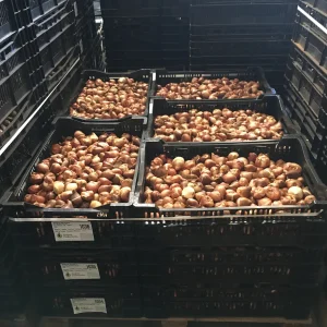 Golden Oxford Tulip Bulbs - Darwin Hybrid, 12cm+, 22-24