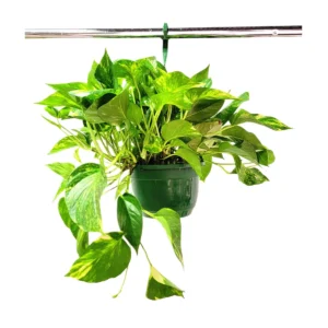 Golden Pothos Live Plant – 10 inch Hanging Basket – Easy Care Indoor Houseplant - Image 2