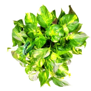 Golden Pothos Live Plant – 10 inch Hanging Basket – Easy Care Indoor Houseplant - Image 3