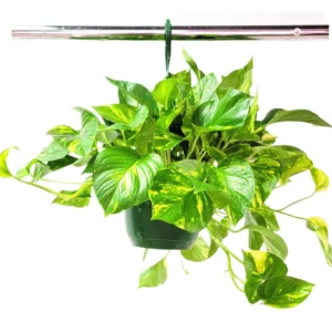 Golden Pothos Live Plant – 10 inch Hanging Basket – Easy Care Indoor Houseplant - Image 1
