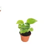 Golden Pothos Live Plant - 2 inch Pot - Epipremnum Aureum Indoor Plant - Image 1