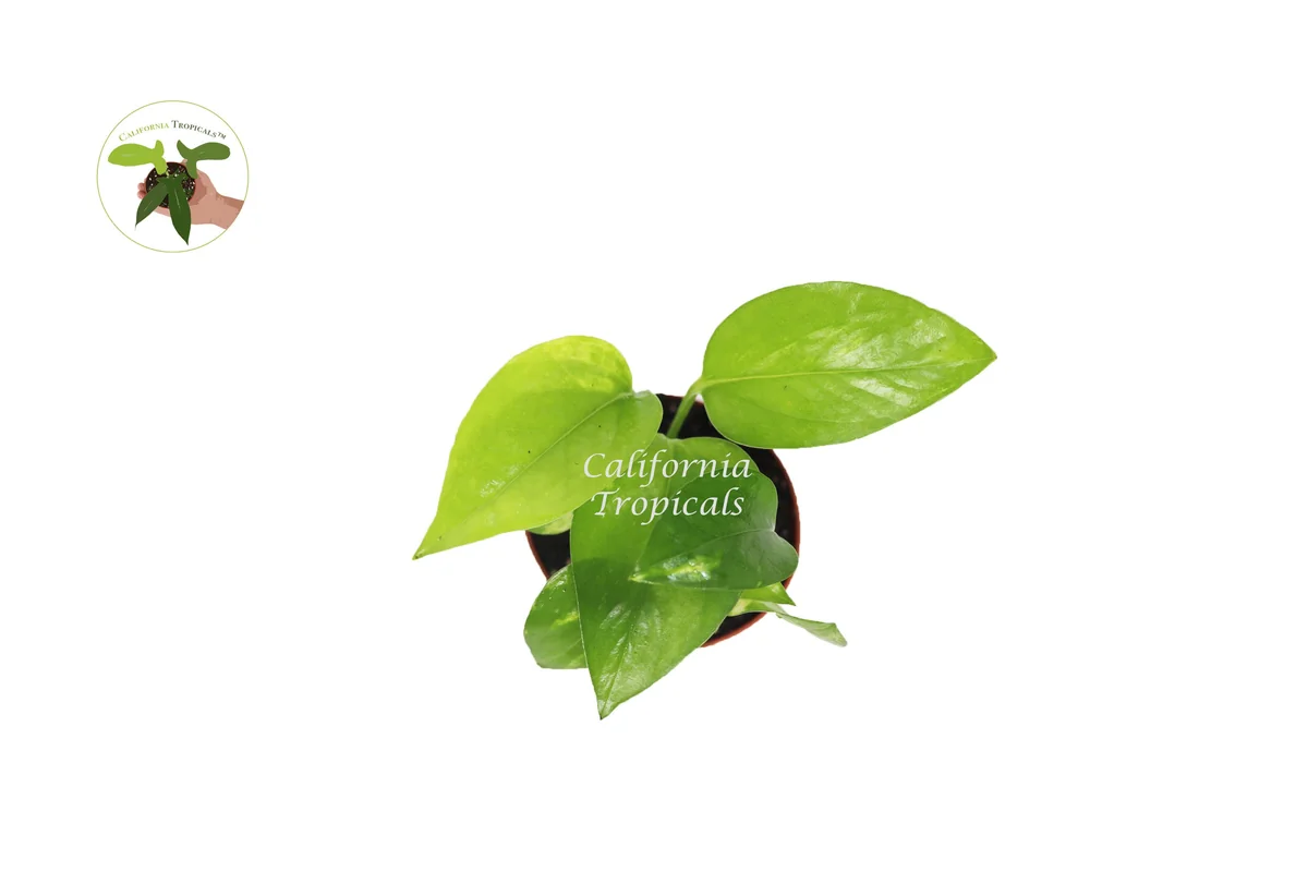 Golden Pothos Live Plant - 2 inch Pot - Epipremnum Aureum Indoor Plant - Image 2