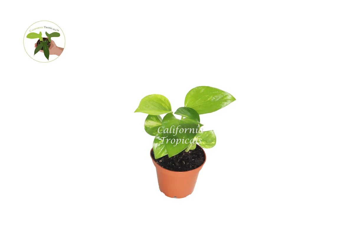 Golden Pothos Live Plant - 2 inch Pot - Epipremnum Aureum Indoor Plant - Image 1