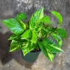 Golden Pothos Live Plant – 4 inch Nursery Pot – Easy Care Houseplant – Indoor - Image 1