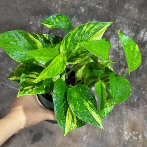 Golden Pothos Live Plant – 4 inch Nursery Pot – Easy Care Houseplant – Indoor - Image 2