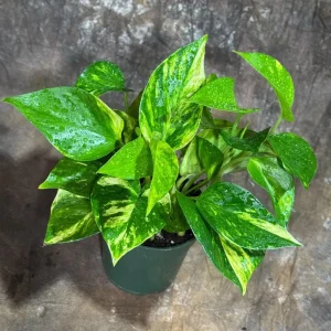 Golden Pothos Live Plant – 4 inch Nursery Pot – Easy Care Houseplant – Indoor - Image 1