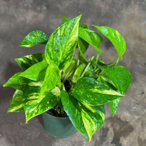 Golden Pothos Live Plant – 4 inch Nursery Pot – Easy Care Houseplant – Indoor - Image 6