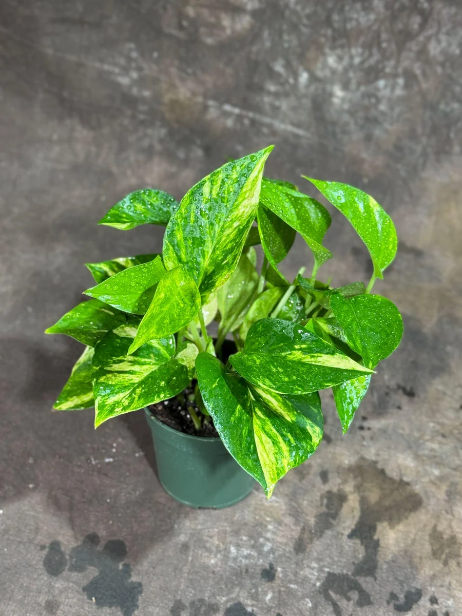 Golden Pothos Live Plant - 4" Nursery Pot - Easy Care Low Light Indoor Plant - Image 3