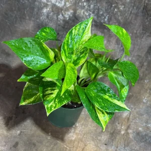 Golden Pothos Live Plant - 4