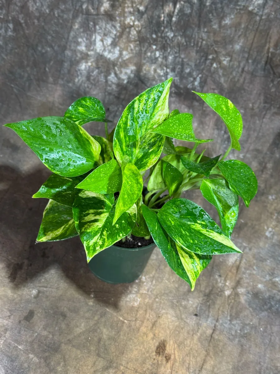 Golden Pothos Live Plant - 4" Nursery Pot - Easy Care Low Light Indoor Plant - Image 4