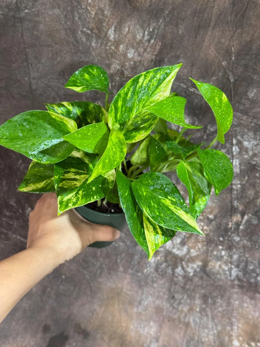 Golden Pothos Live Plant - 4" Nursery Pot - Easy Care Low Light Indoor Plant - Image 5